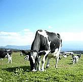 『不動産☆連合隊』が北海道文化放送【UHBニュース】スポンサー提供CMに決定!